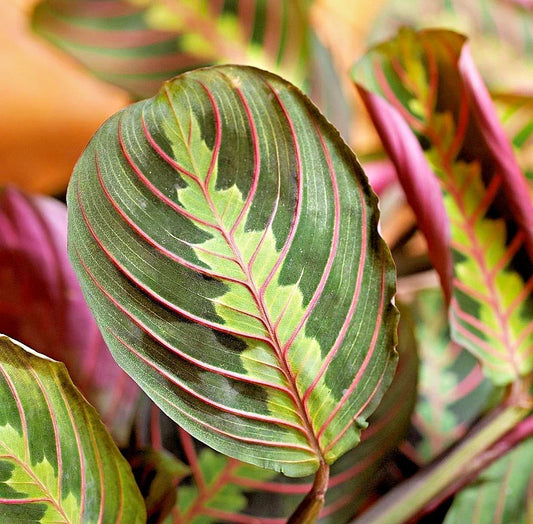 Maranta Red Live Houseplant Cutting – 3-6 Inches, Vibrant Foliage, Well-Rooted, Maranta leuconeura Indoor Plant