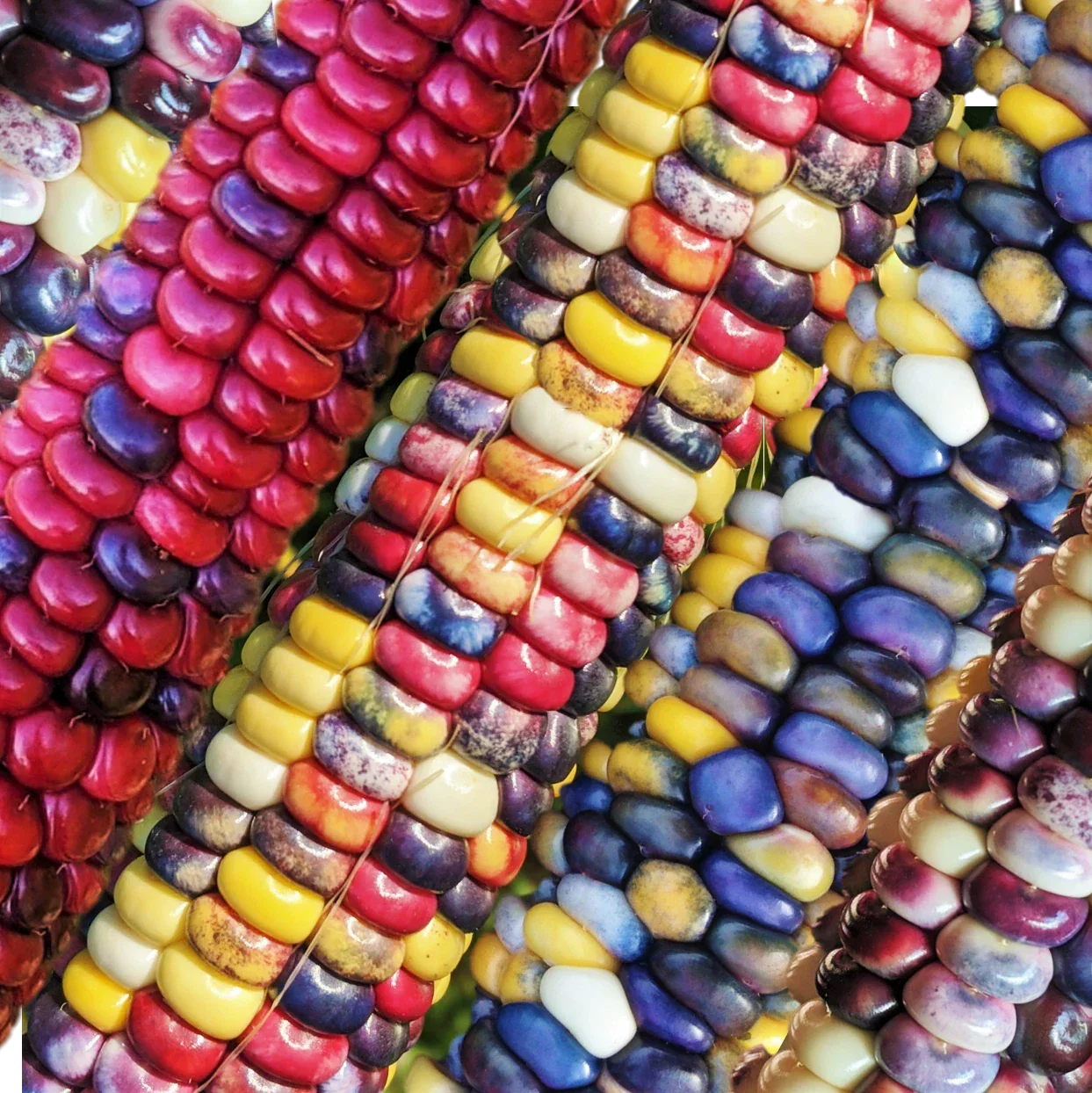 Painted Mountain Ornamental Corn Seeds - Organic Rainbow Indian Dent Zea mays Heirloom for Gardens and Fall Decorations