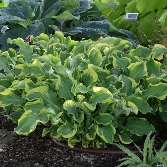 Hosta Plant in 5.25" Pot, Wheee! Variety, Perennial Shade Plant, Proven Winners, Well Rooted Hosta, Garden Perennial