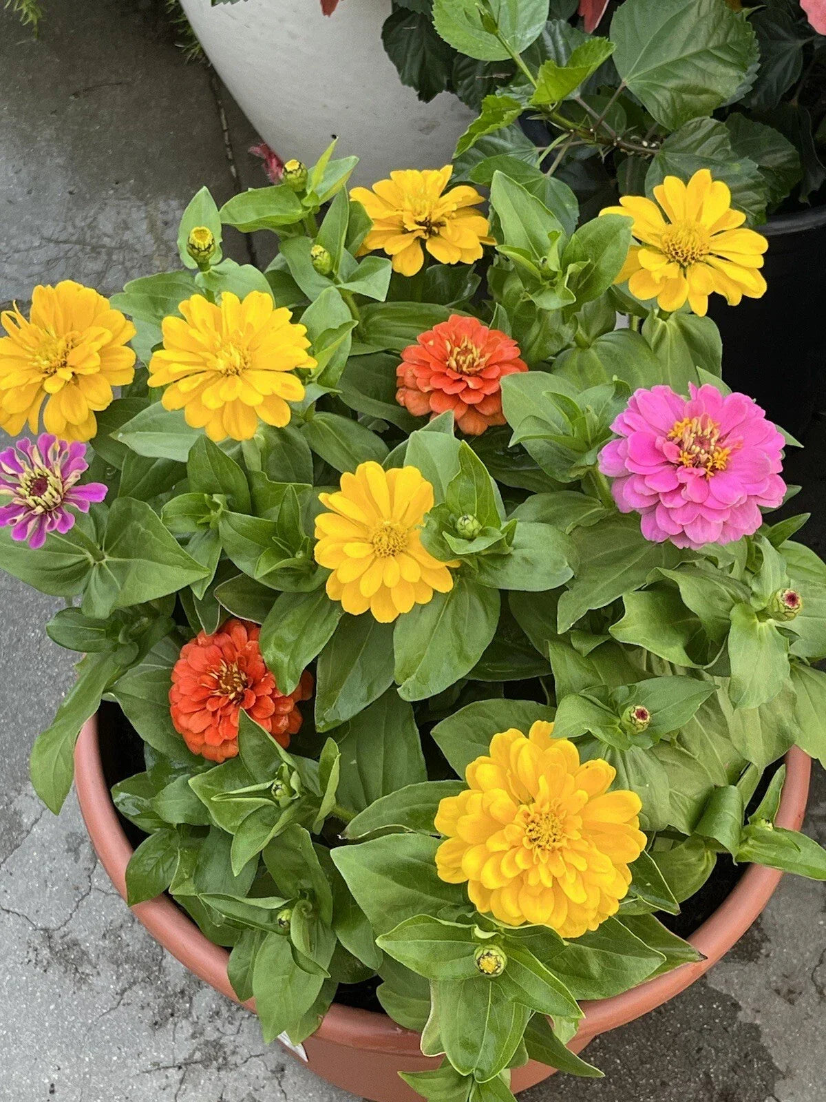 California Giant Zinnia Seeds - Non-GMO Flower Seeds for Garden, Vibrant Blooms, Zinnia elegans, 50+ Pack