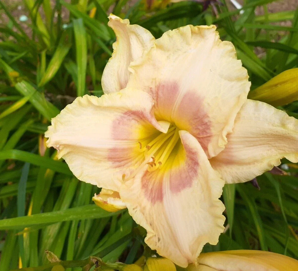 Daylily Plant Bareroot Hemerocallis 'When My Sweetheart Returns' Perennial Garden Flower