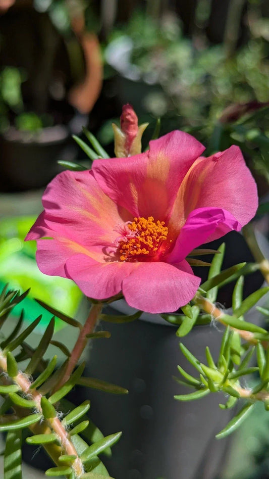 Jumbo Portulaca Cuttings – 5 Unrooted 'Samba' Magenta Orange Splash – Portulaca grandiflora, Bright Color, Sunny Garden Plant
