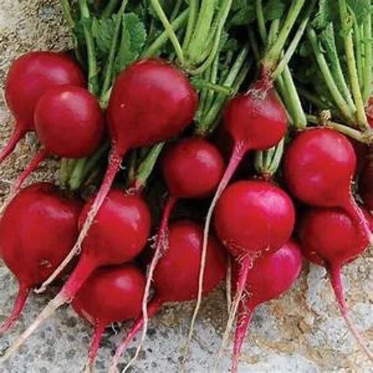 Organic Early Scarlet Globe Radish Seeds – Non-GMO Edible Vegetable for Home Garden – Raphanus sativus, Fast-Growing, Pack of 50 Seeds