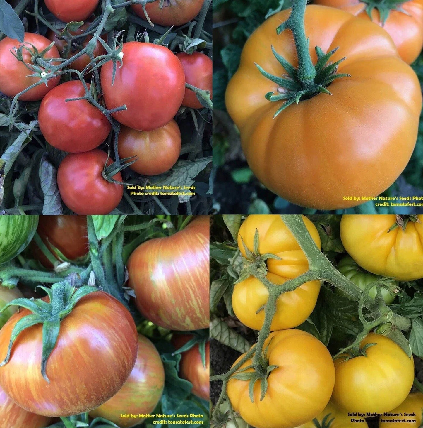 Dwarf Rainbow Mix Tomato Seeds – Organic Non-GMO Heirloom Variety for Container Gardening – 25+ Seeds