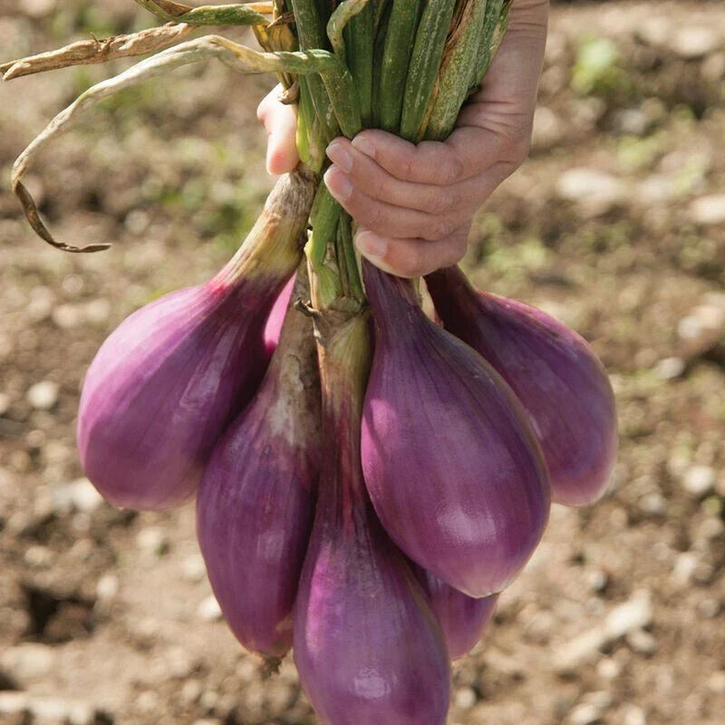 Red Long of Tropea Onion Seeds - 1000 Non-GMO Heirloom Allium cepa for Home Gardening and Culinary Use