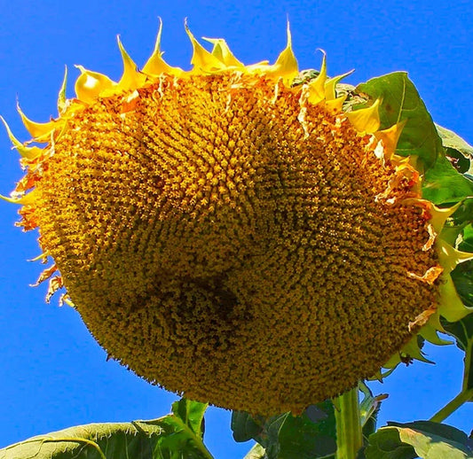 Mongolian Giant Sunflower Seeds - Non-GMO Helianthus annuus for Tall, Vibrant Summer Blooms, Attracts Pollinators, 10 Seeds