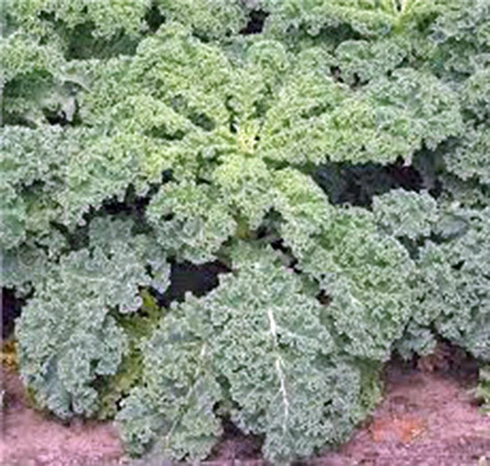 Dwarf Siberian Kale Seeds - Heirloom, Non-GMO, Brassica oleracea, Healthy Green, Compact, High Yield, Cold-Resistant