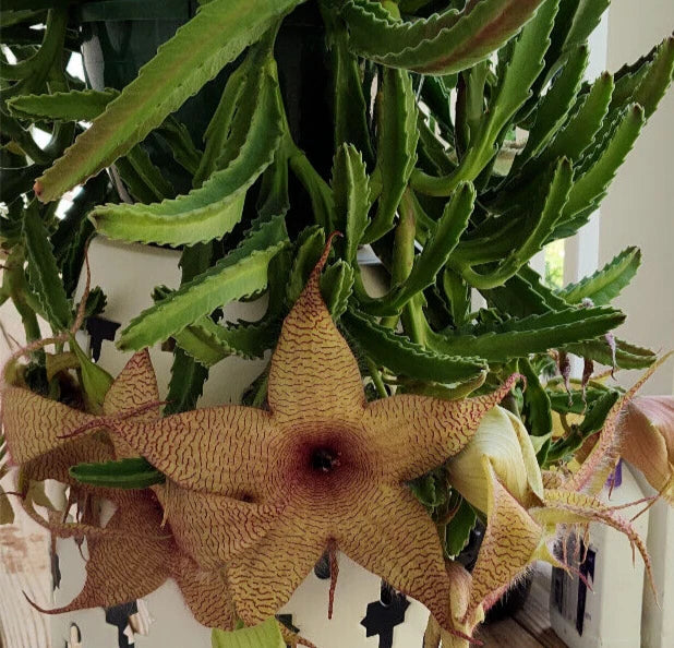 Stapelia Gigantea Cuttings | Starfish Carrion Plant Succulent | Large Star-Shaped Flowers | Ornamental Indoor Plant