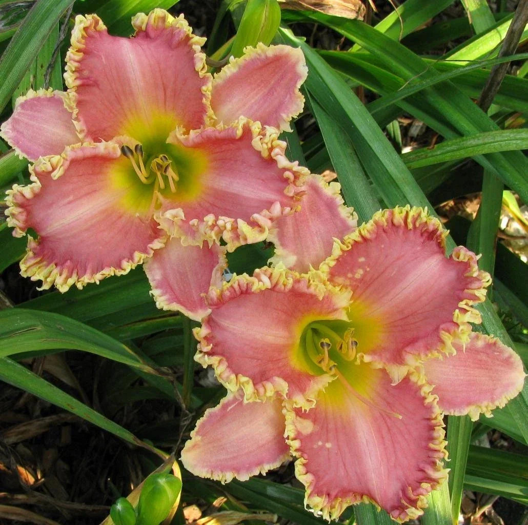 Daylily Live Plant - Heavenly Pink Fang - Reblooms - Hemerocallis - Vibrant Pink Flowers for Garden Landscaping