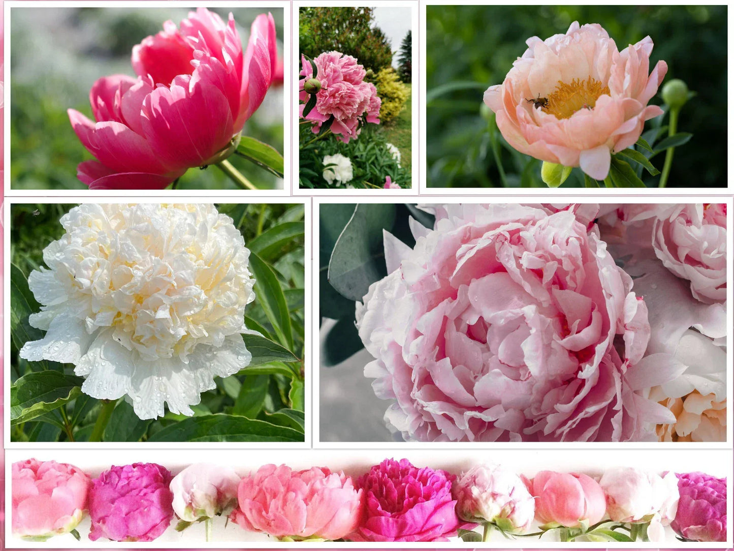 Peony Seeds Mix - 10 Pack, Colorful Flowering Bush, Paeonia suffruticosa, Non-GMO, Easy to Grow, Garden Flower Seeds