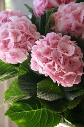 Light Pink Hydrangea Seeds - Perennial Hardy Flower Seeds for Garden - Hydrangea macrophylla