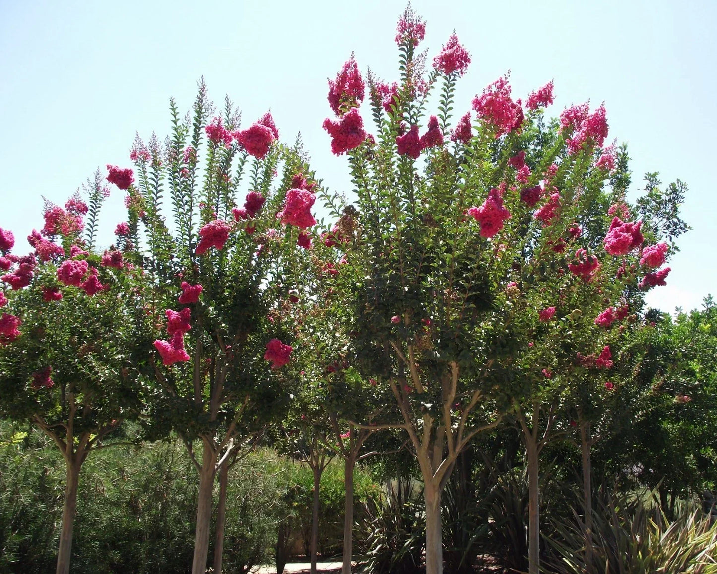 Crape Myrtle Seeds - 50 Count Lagerstroemia indica Drought-Tolerant Flowering Tree Seeds for Garden and Landscape