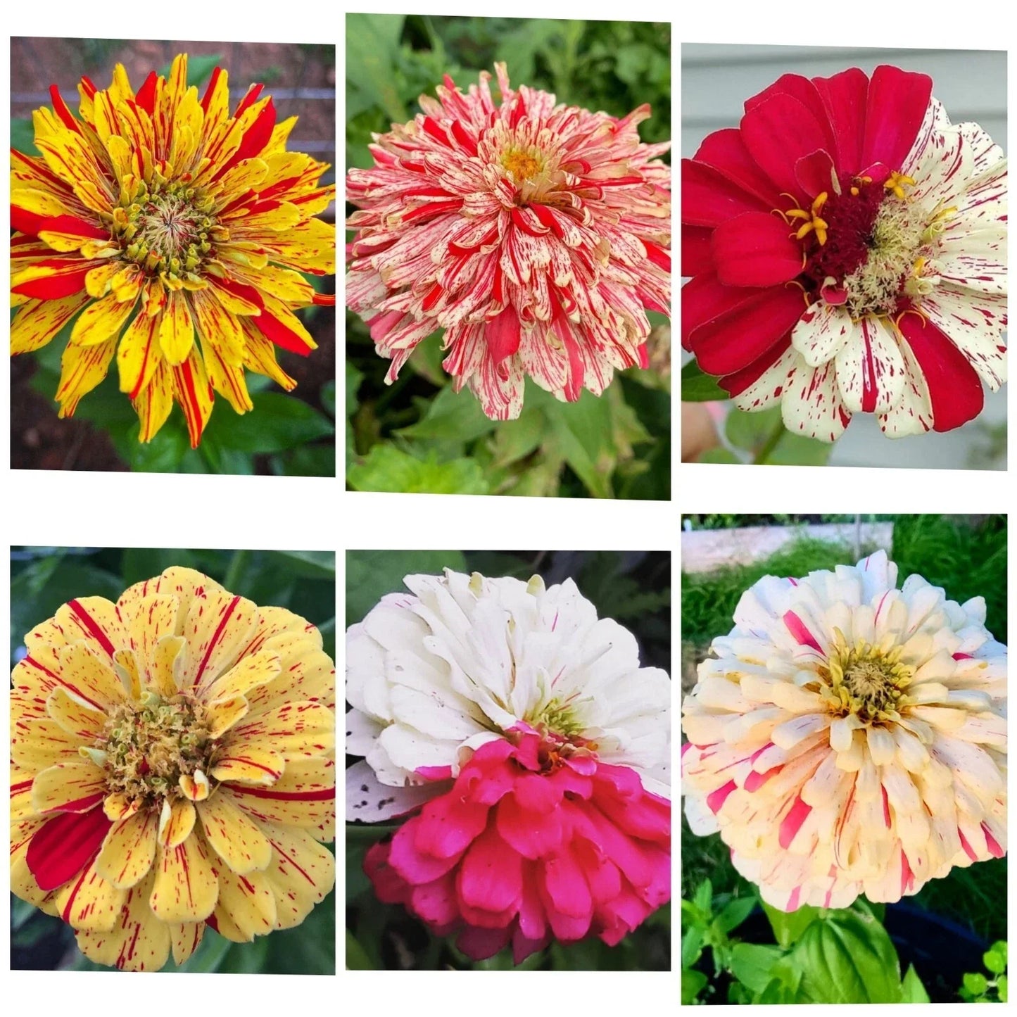 Zinnia Seeds - Candy Striped Premium Flower Mix - 3-4" Double Flowers - Zinnia elegans - Butterfly & Pollinator Attracting