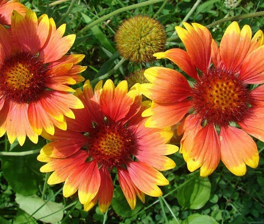 Wildflower Seeds Bulk 25,000 Count Non-GMO Pollinator Mix 18 Varieties for Garden, Native Wildflowers, Eco-Friendly Landscape