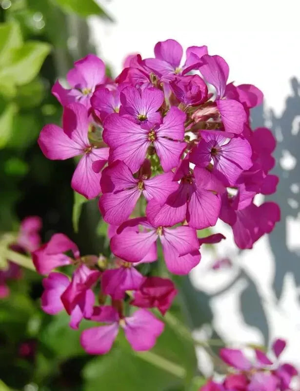 Dame's Rocket Seeds - 585 Non-GMO Hesperis matronalis Perennial Flower Seeds for Garden Beds & Borders, Rose Fuchsia Blooms