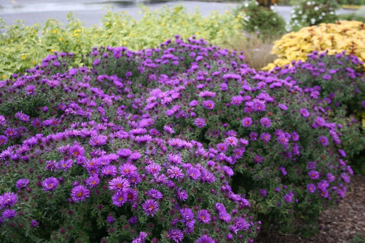 New England Aster Live Starter Plant 3-6" Purple Dome Aster novae-angliae Native Wildflower for Pollinators