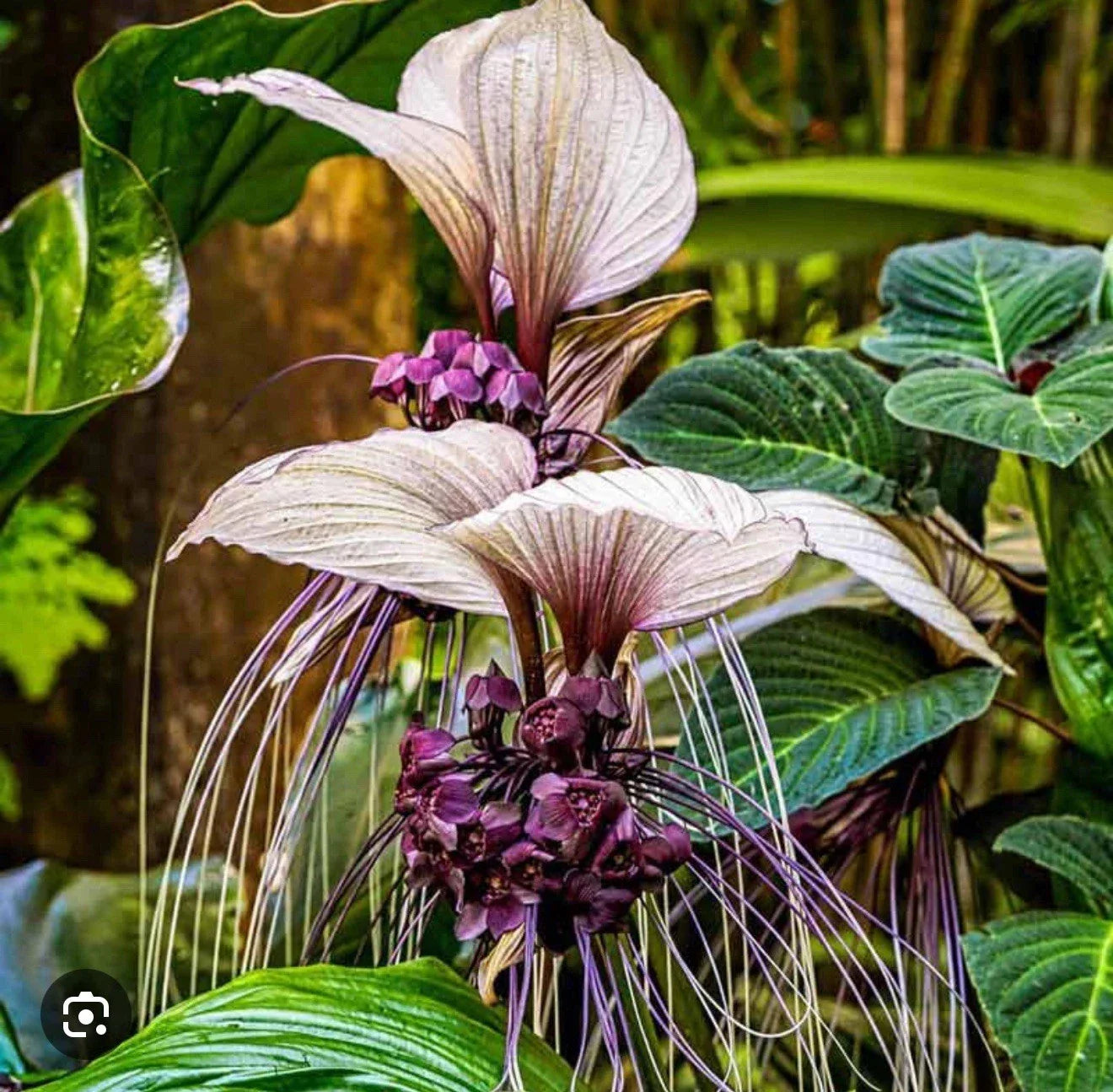 White Bat Flower Small Rooted Starter Plant - Tacca integrifolia, Exotic Black Lily, Bat-Shaped White Flowers, Indoor & Outdoor Gardening
