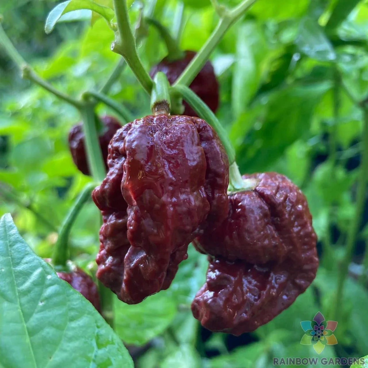 7 Pot Douglah Hot Pepper Seeds – Capsicum chinense – 25+ Premium Seeds for Spicy Garden, Hot Sauce & Salsa Cultivation