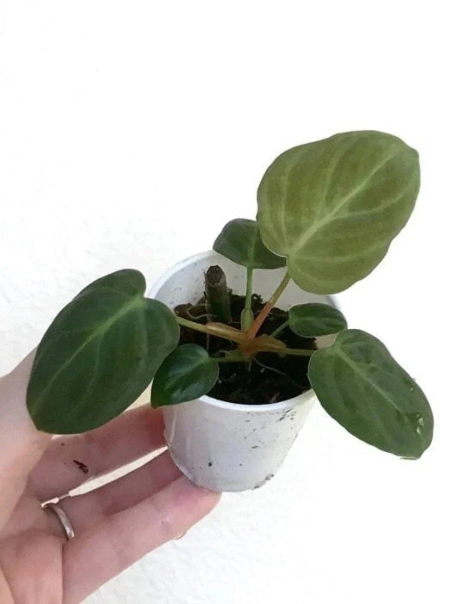 Philodendron El Choco Red Small Starter Plant – Rooted Houseplant for Terrarium, Vivarium, Indoor Decor, Philodendron sp.