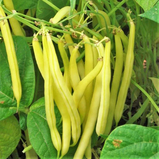 Kentucky Wonder Yellow Wax Bean Seeds | Pole Beans | Golden Butter Pods | Phaseolus vulgaris | 50 Seeds Pack