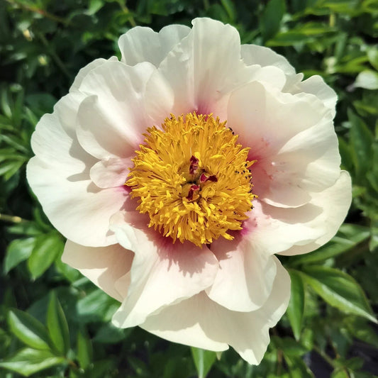 Herbaceous Peony Bare Root Plant - 'Folk Art' Variety - 5-7 Eyes - Perennial Flower for Garden, Fall Shipping - Paeonia lactiflora