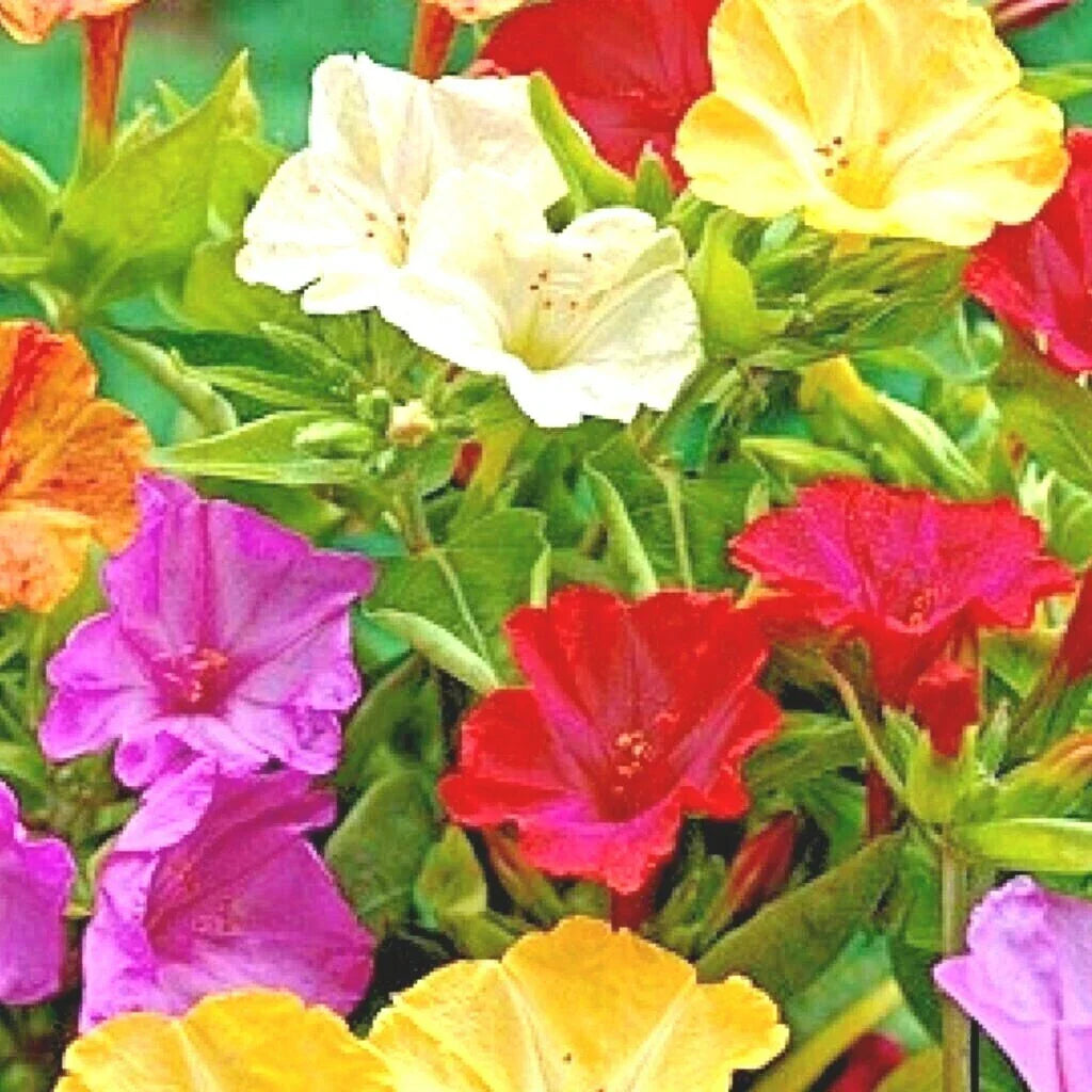 Four O'Clock Seeds - Wildflower Pollinators, Fragrant Night Blooms, Perennial Garden Plants, Mirabilis jalapa, 40+ Seeds