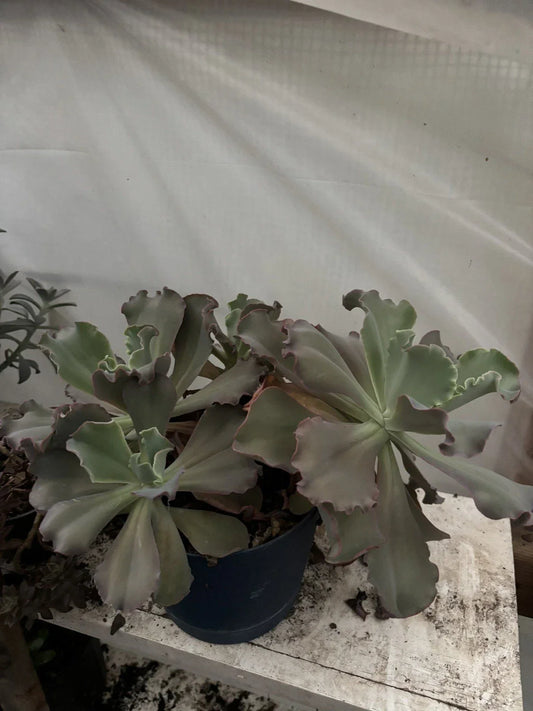 Live Succulent Plants - 3 Assorted Cuttings - Indoor Gardening, Decor, Easy Care, Various Varieties