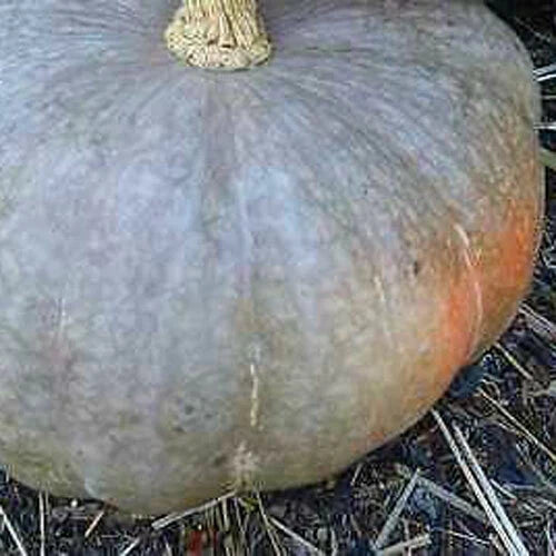 Strawberry Crown Winter Squash Seeds – Cucurbita maxima, Heirloom Vegetable Seeds for Home Garden, Vining, Sweet Fruit, Non-GMO