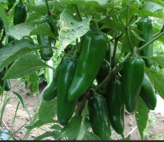 Jumbo Jalapeño Pepper Seeds Pack of 50+ Heirloom Capsicum annuum Large Pods for Stuffing & Spicy Cooking