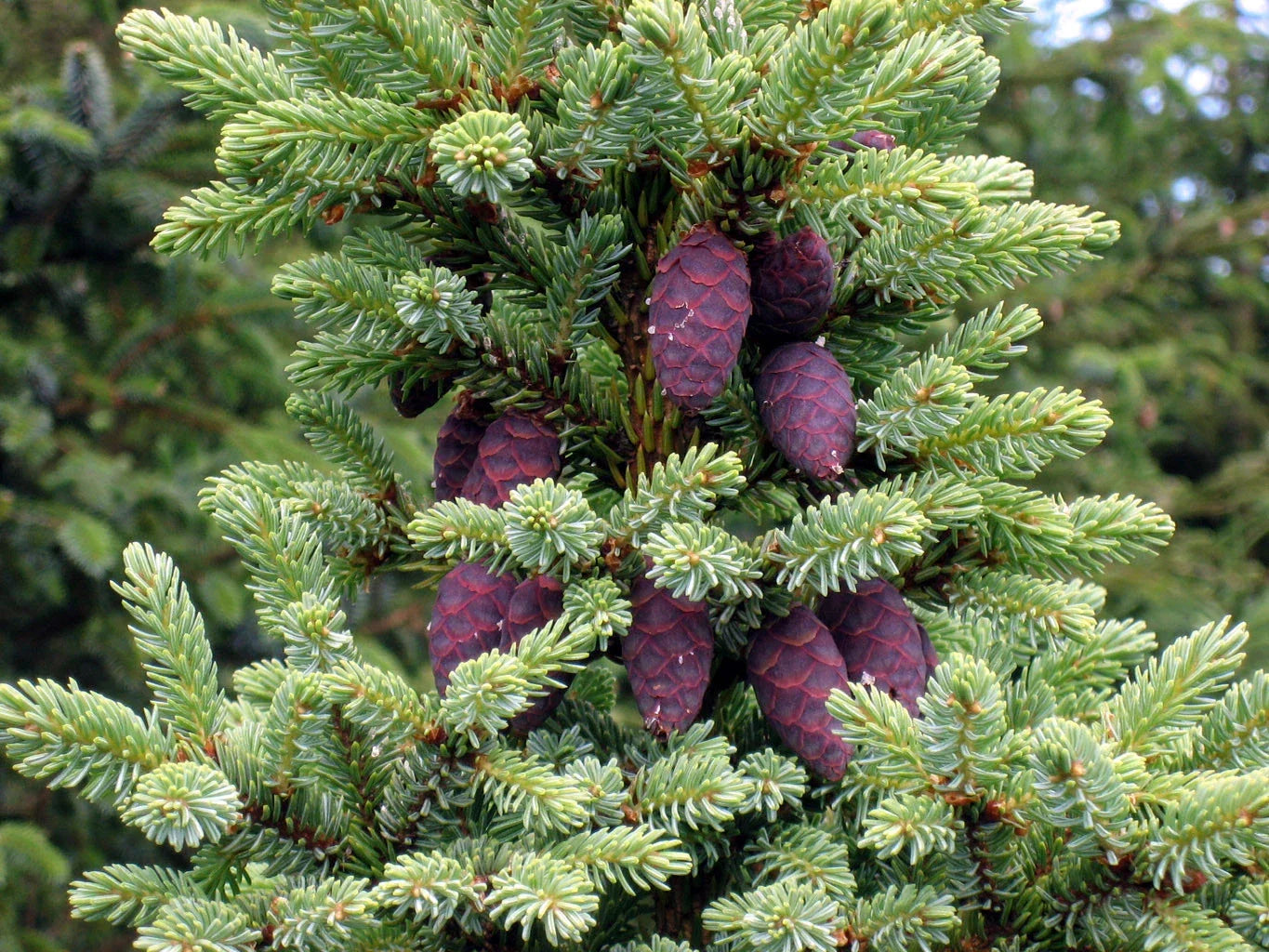 Black Spruce Tree Seeds, Pack of 50, Picea mariana, Evergreen Conifer for Reforestation & Landscaping