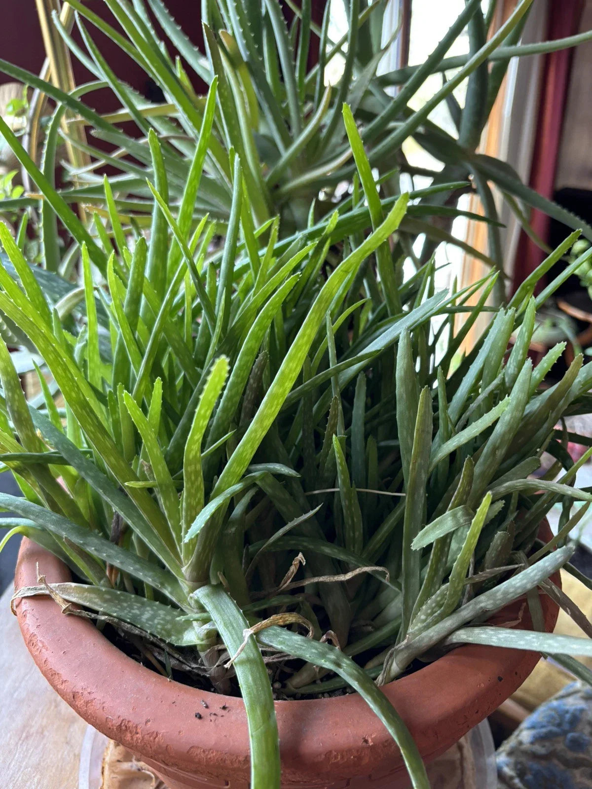 Aloe Vera Chinensis Plants - 6-8 Inch Rooted Cuttings for Skin Care, Indoor & Outdoor Gardening, Natural Soothing Properties