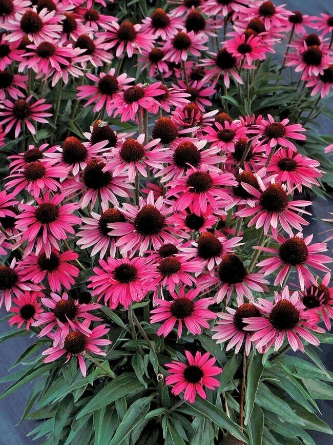 Wicked Coneflower Seeds 200+ Pack - Echinacea purpurea Perennial Garden Flower for Borders & Containers