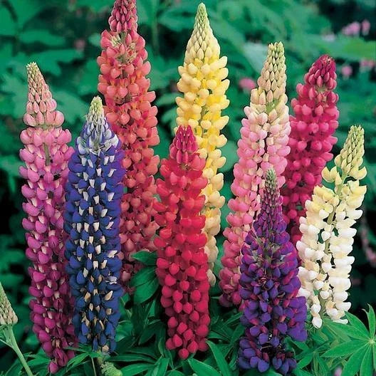 Russell Lupine Seeds - Mixed Colors Perennial, Non-GMO, Attracts Hummingbirds & Bees, 50 Seeds | Lupinus polyphyllus