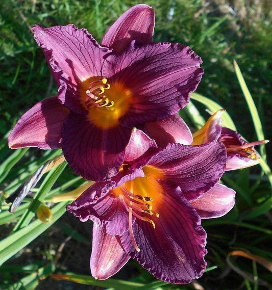 Hemerocallis Purple De Oro Daylily Bareroot Plant with One Mature Eye - Vibrant Purple Perennial Flower