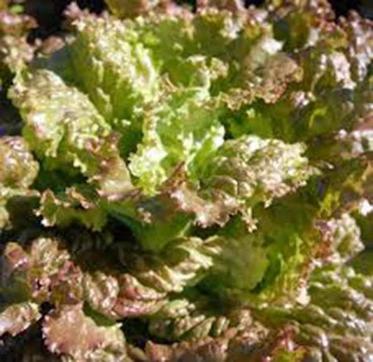 Heirloom Red Romaine Lettuce Seeds, Non-GMO, Organic Garden Seeds, Lactuca sativa, 1000 Seeds for Salad and Garnish