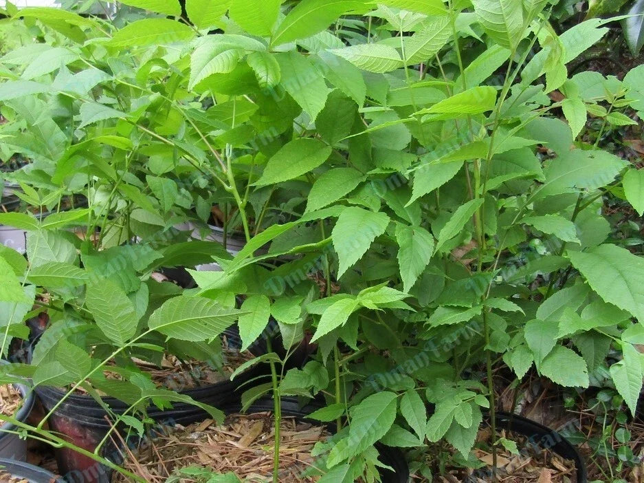 Black Walnut Trees Seedlings - 12"-16" Live Bareroot, Juglans Nigra - Three Healthy Organic Plants for Nut Production