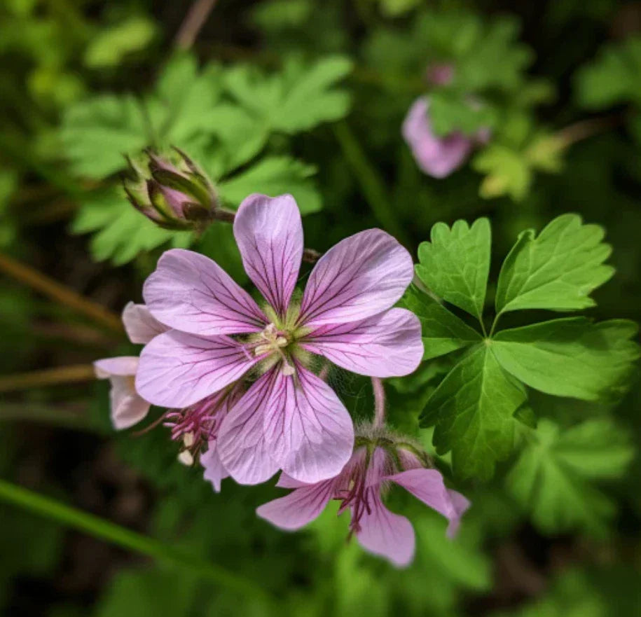Wild Geranium Roots – 10 Fresh Perennial Flower Plants – Geranium maculatum – Pink Flowers, Shade Garden, Lush Foliage