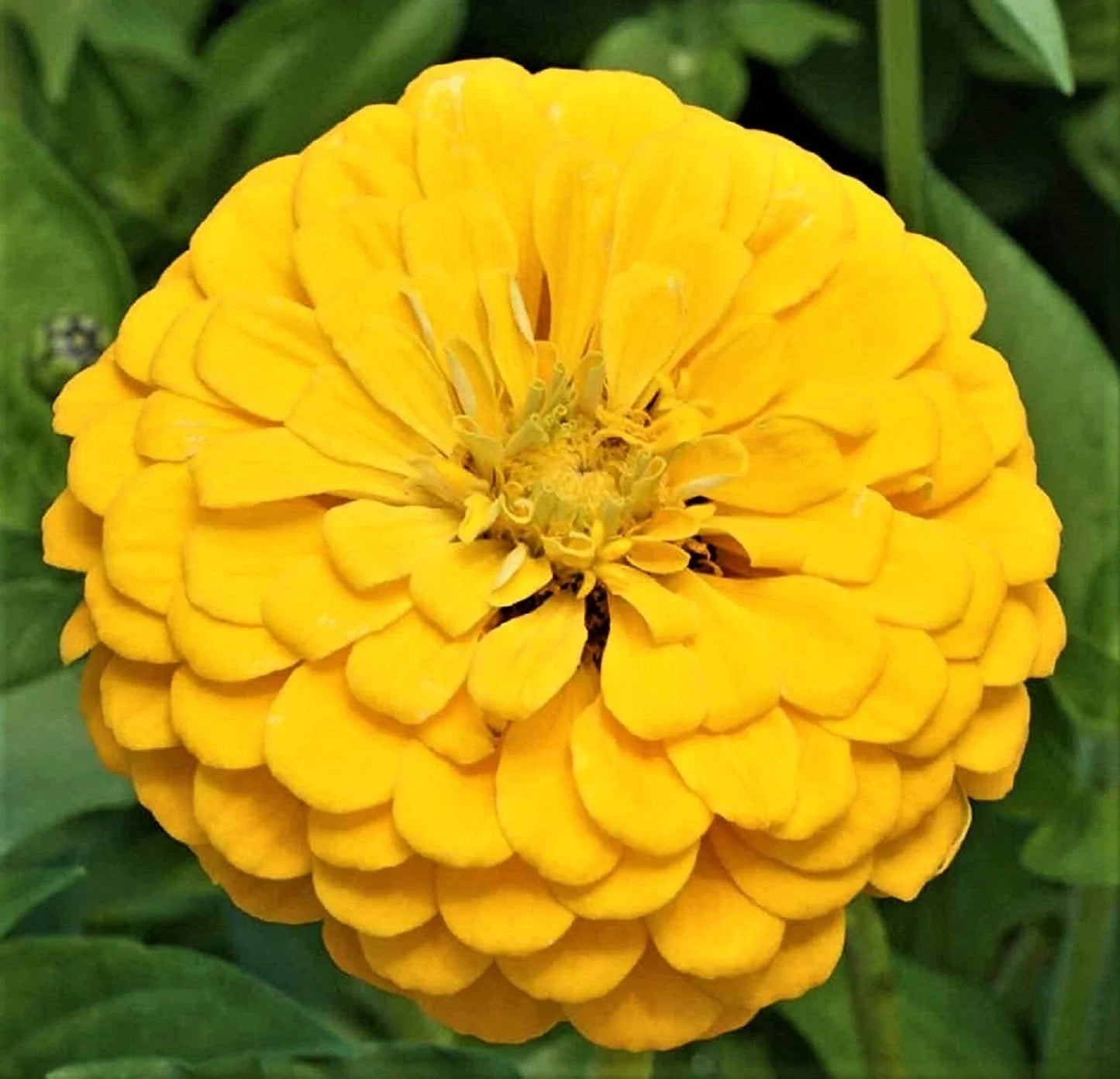 Canary Bird Zinnia Seeds - Non-GMO, 100+ Seeds, Vibrant Yellow Annual Flower, Zinnia elegans for Borders, Beds & Containers
