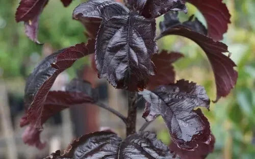Aros Crabapple Seeds - 25+ Pack Malus angustifolia for Garden Planting, Ornamental & Fruit Production