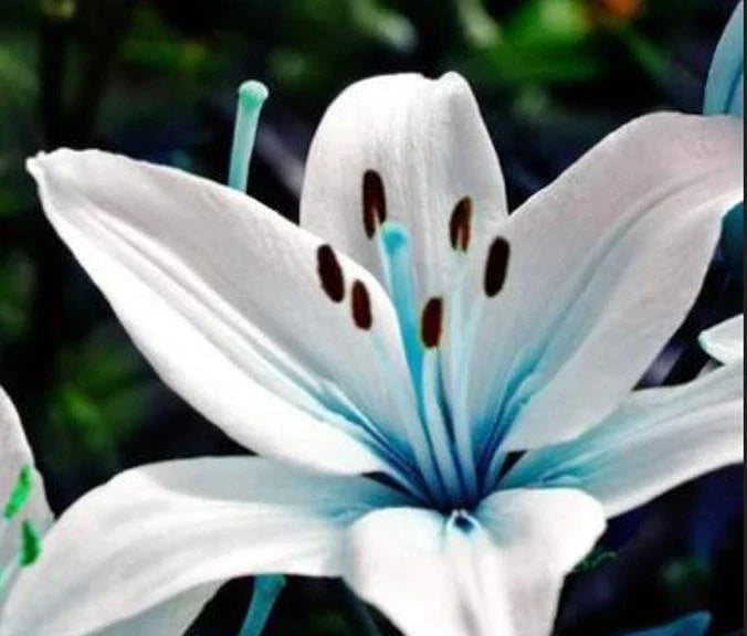 Blue Lily Seeds Packets – 45+ Aquilegia caerulea for Garden & Potted Plants, Blue Flower Seeds, Pollinator Attracting, Non-GMO