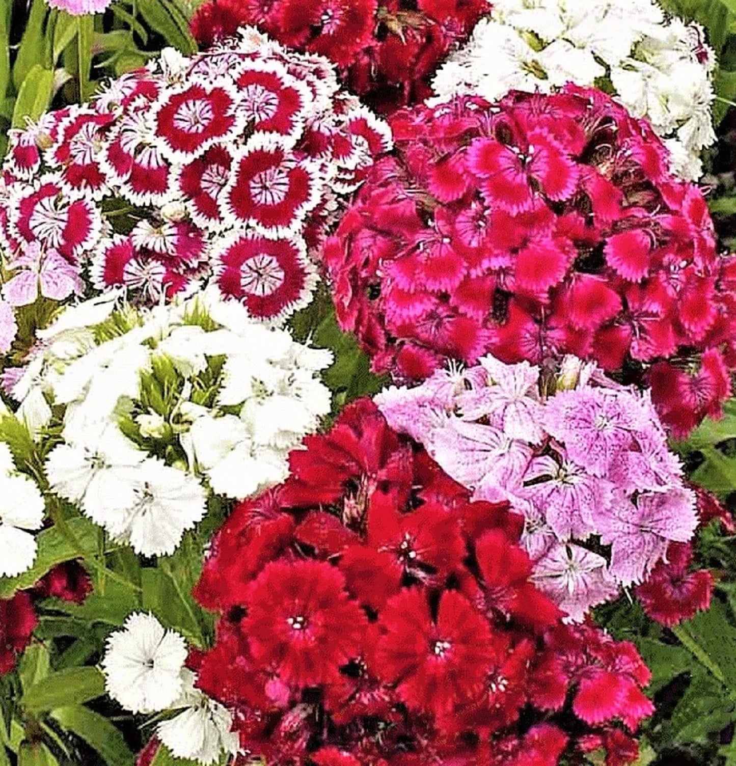 Sweet William Seeds - 200+ Dianthus barbatus Flower Seeds for Garden, Pollinator Attracting, Vibrant Perennial Blooms