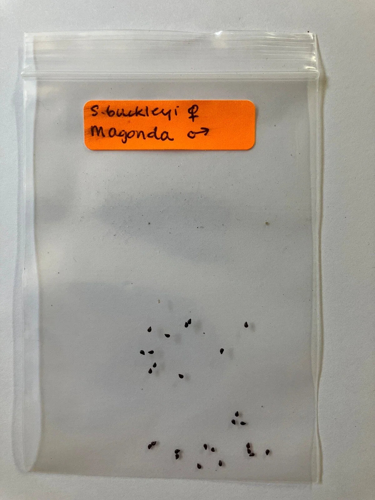 S. Buckleyi x Magonda Seeds - Rare Hybrid Plant Seeds - Unique Garden Variety - S. Buckleyi Hybrid for Garden Enthusiasts