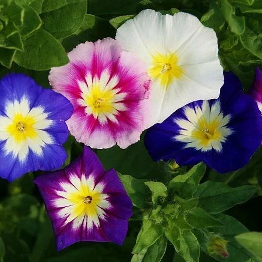 Dwarf Morning Glory Seeds Mixed Colors Blue & Purple - Ipomoea purpurea - Non-GMO, Container Garden, 100 Seeds