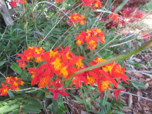 Ground Orchid Cuttings - 5 Aerial Root Epidendrum Orange - Tropical Houseplant for Indoor & Outdoor Gardens