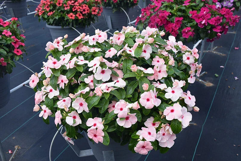 Vinca Titan Apricot Seeds - 100 Count - Catharanthus roseus - Annual Flower Seeds for Garden - Non-California Shipping