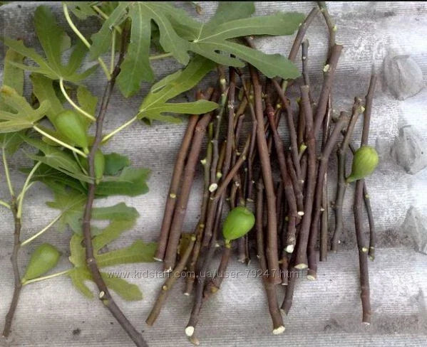 Fresh Fig Tree Cuttings – Ficus carica Varieties – Organic Options – Easy to Grow Fruit Tree for Garden Cultivation