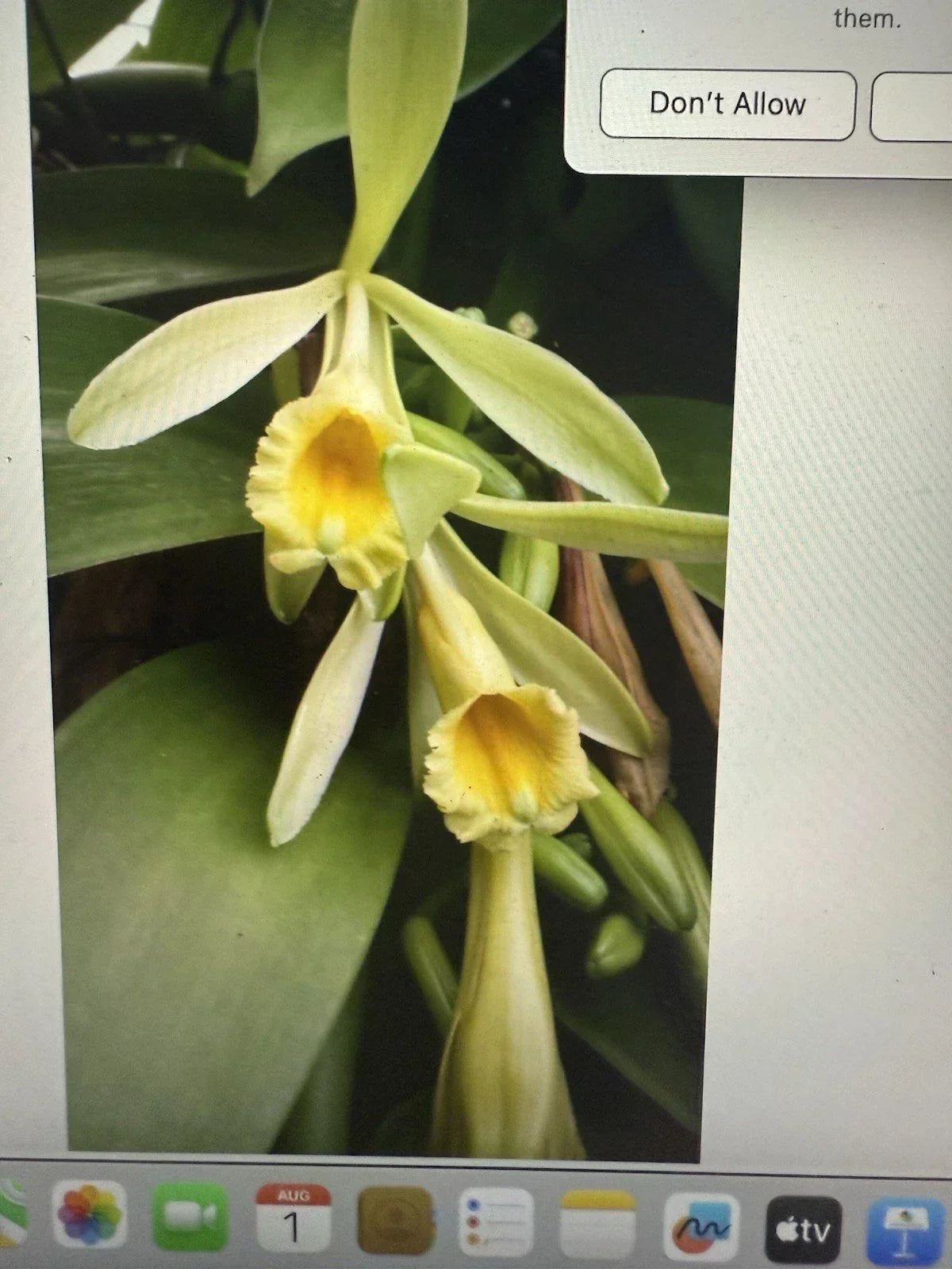 Vanilla Orchid Plant Cutting - 6 Inch Stem - Vanilla planifolia Vine - Fragrant Flowers & Edible Pods
