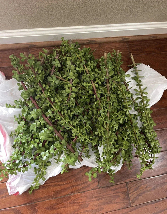 Large Portulacaria Afra Elephant Bush Cuttings – Dwarf Jade Succulent Propagation Set of 100