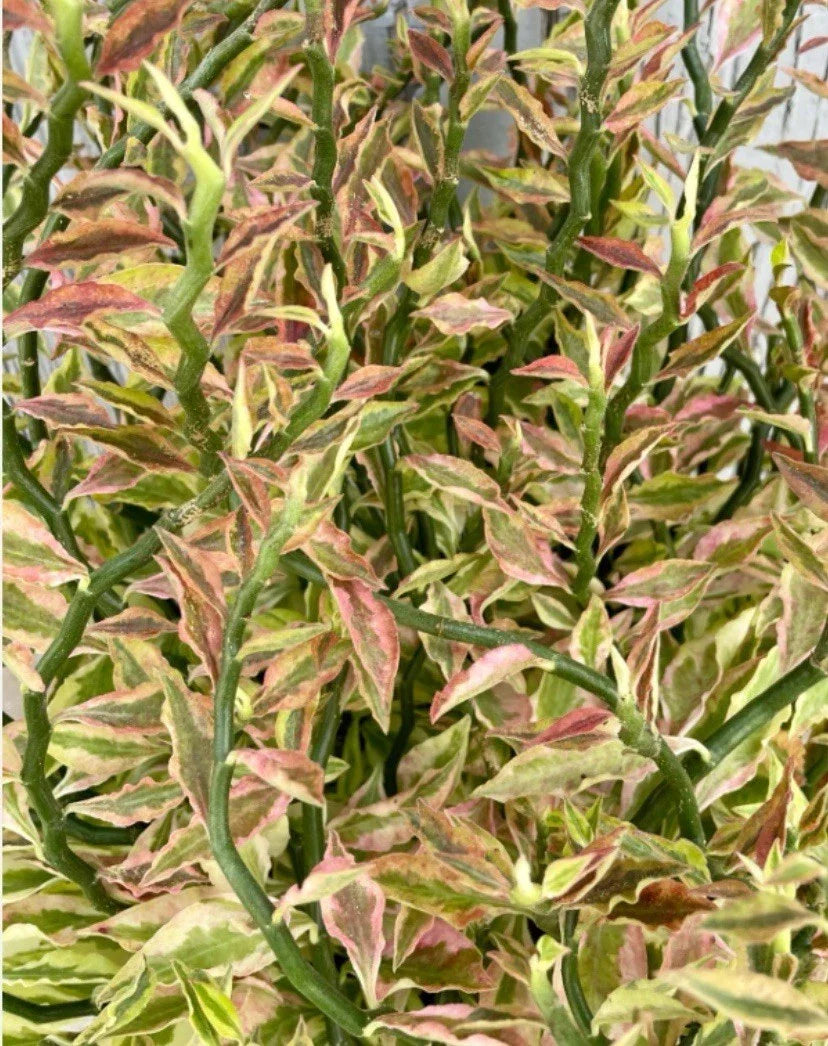 Devil's Backbone Cuttings 8 Organic Euphorbia Tithymaloides Variegata 6+ Inches Houseplant Propagation