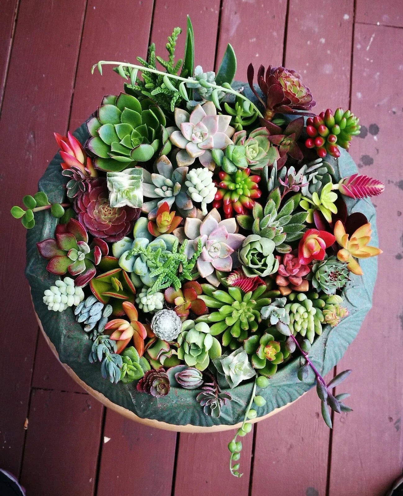 Assorted Succulent Cuttings Set – 12 or 22 Varieties for DIY Arrangements, Home Decor & Gifts, Low-Maintenance Succulents